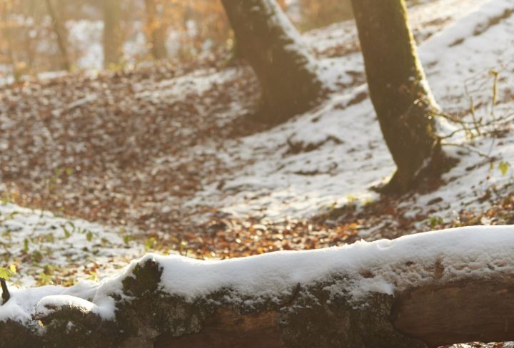 От снега и мороза к дождю и плюсовой температуре: в ЛНР неожиданно пришла ранняя весна 
