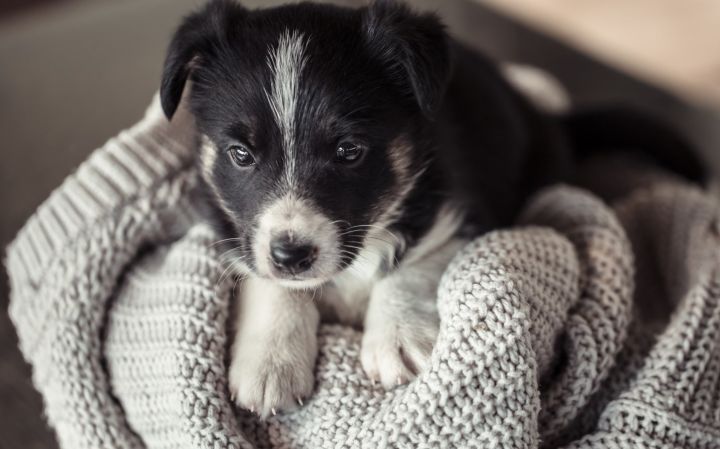 Ротвейлер растерзал щенков по команде хозяина в Луганске: мужчина задержан 