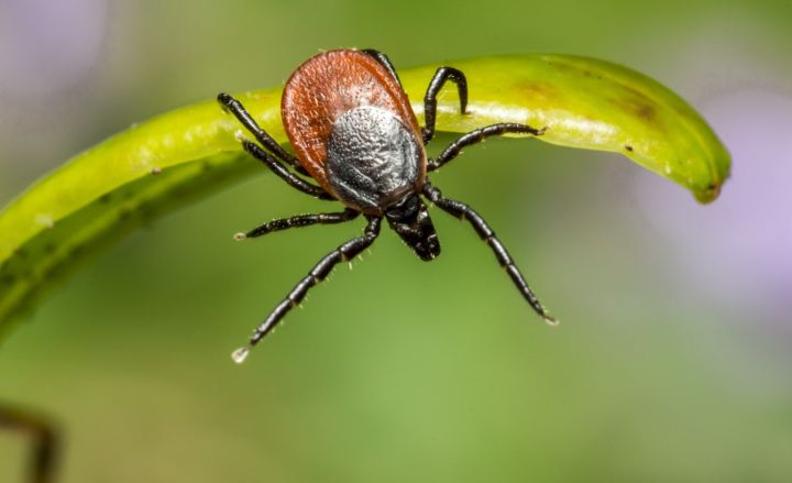 В России фиксируются первые укусы клещей: всё из-за раннего потепления