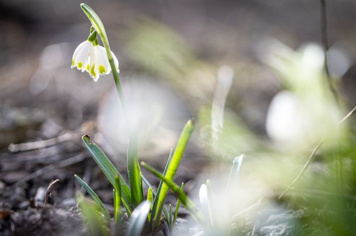 Весна плотно установится в ЛНР: 10 марта потеплеет до +15°С