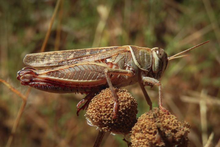 Зерновые под угрозой? Стали известны риски распространения саранчи в ЛНР 