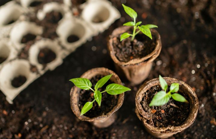 Фиолетовая клубника и «деревья из малины»: как мошенники обманывают пенсионеров на маркетплейсах? 