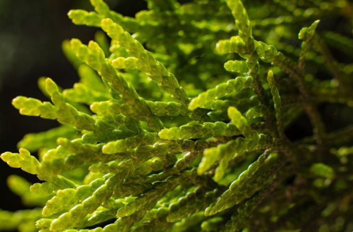 Токсичные водоросли заполонили Азовское море. Чем они опасны?