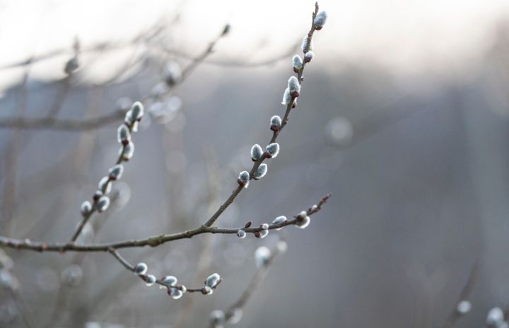Дождливо, туманно, но тепло: прогноз погоды в ЛНР на 19 марта 