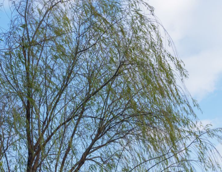 Штормовой ветер и местами дождь. Какой погоды ждать жителям ЛНР в последний рабочий день недели? 