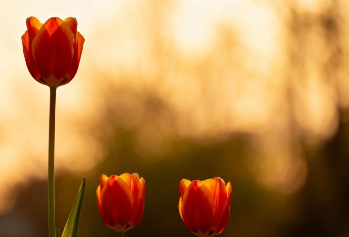 Первые +20°С в этом году: какой погоды ждать жителям ЛНР 28 марта? 