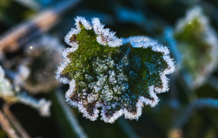 Заморозки возвращаются в ЛНР: синоптики объявили экстренное предупреждение 