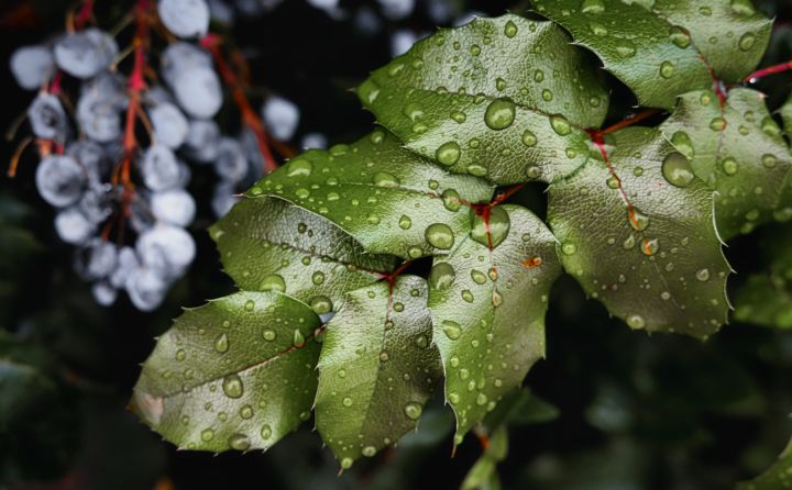 Дождь, ночные заморозки и похолодание: какой будет погода в ЛНР накануне Пасхи? 