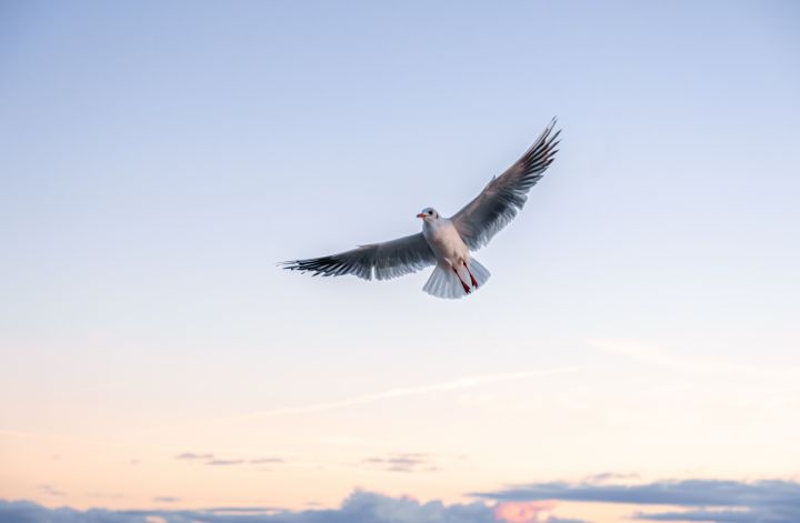 Пасхальное перемирие объявлено по всей линии фронта