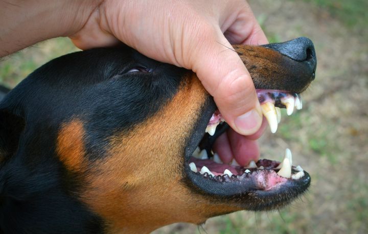 Бешенство распространяется в граничащих с ЛНР регионах: тревожные данные
