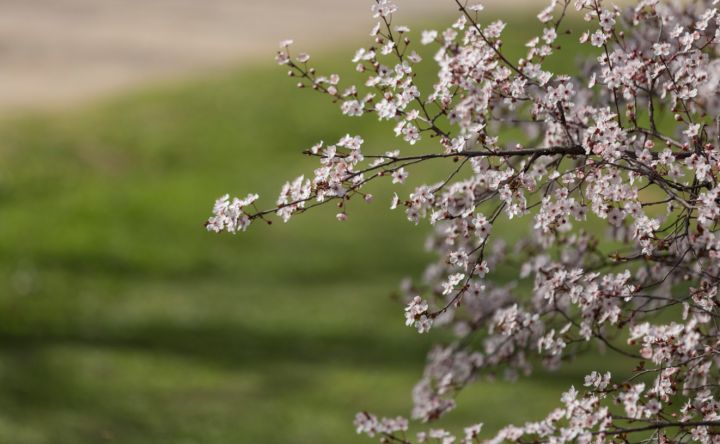 Заморозки не отступают, но днём - весна: какой погоды ждать жителям ЛНР 11 апреля? 