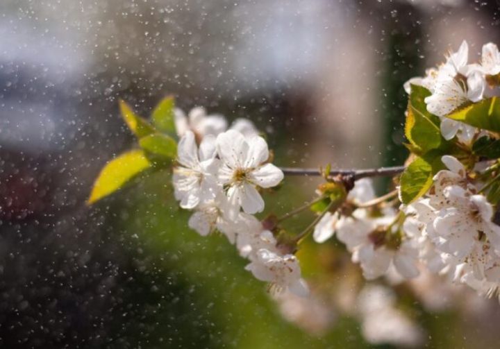 Дождь и -3°С: прогноз погоды в ЛНР на 13 апреля