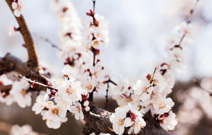 Заморозки угрожают урожаю абрикосов в ЛНР