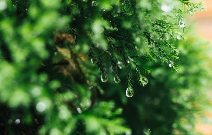 Заморозки отступили и пришёл сезон дождей: прогноз погоды в ЛНР на 15 апреля 