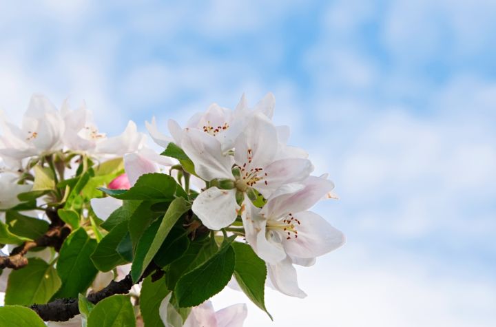 Майские праздники в ЛНР: сколько дней отдыха ждёт жителей Республики