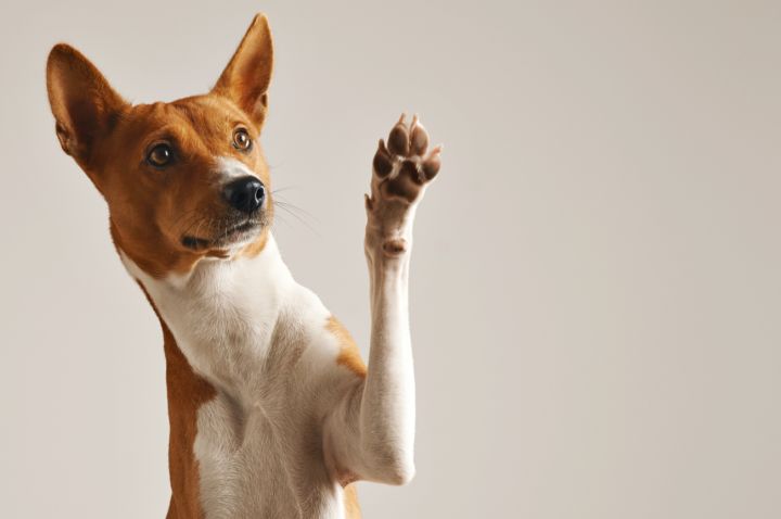 Житель ЛНР расправился с соседской собакой за то, что она залезла в его двор: теперь ему грозит тюрьма 