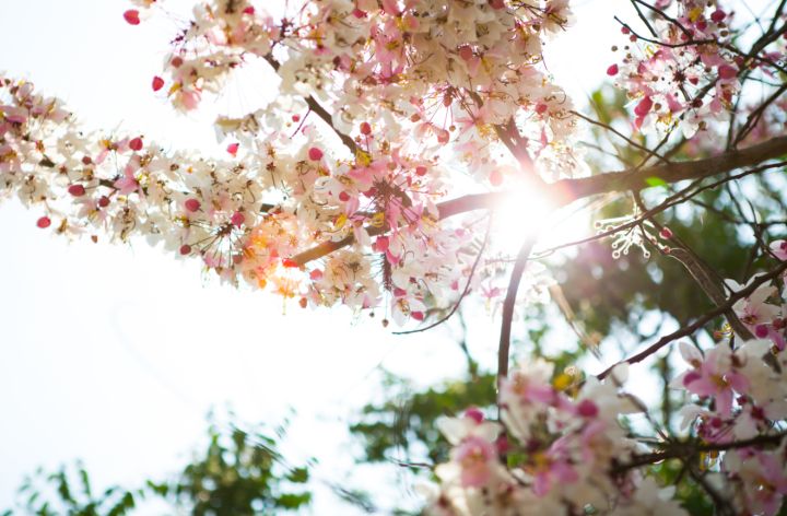 Пробная версия лета? В ЛНР 17 апреля ожидается до +22°С 