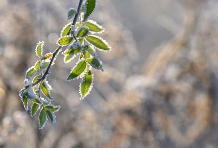Синоптики предупреждают: в ЛНР снова ударят морозы 