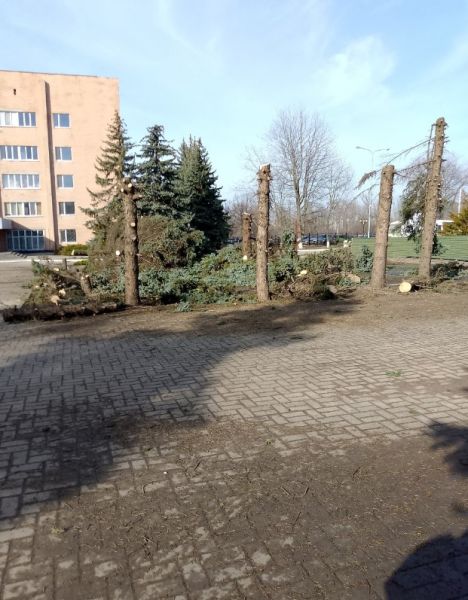 Трупы берёз и уничтожение целых аллей. Жители ЛНР возмущены ситуацией с озеленением городов