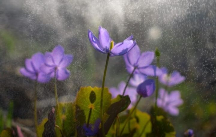 Дождь и снижение температуры: прогноз погоды в ЛНР на 19 апреля