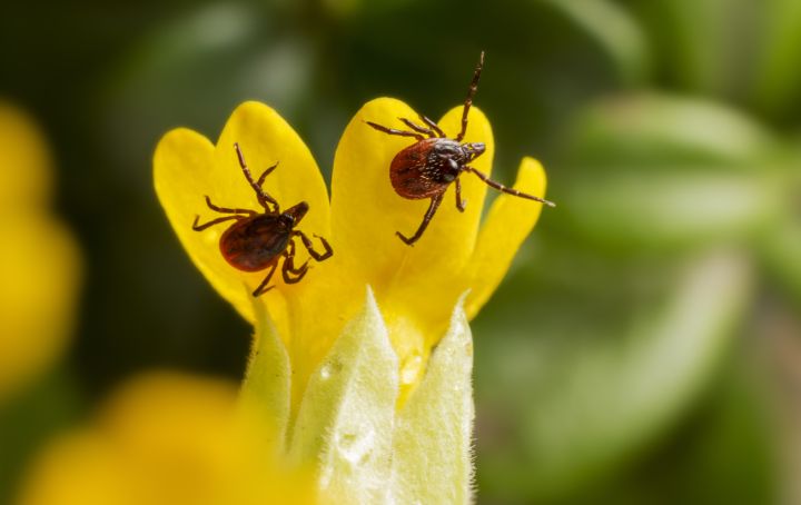Клещи активизировались в ЛНР: сколько уже пострадавших и где подхватить их легче всего? 
