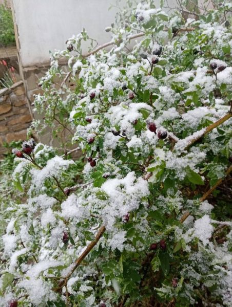 В ЛНР 21 апреля выпал снег - соцсети