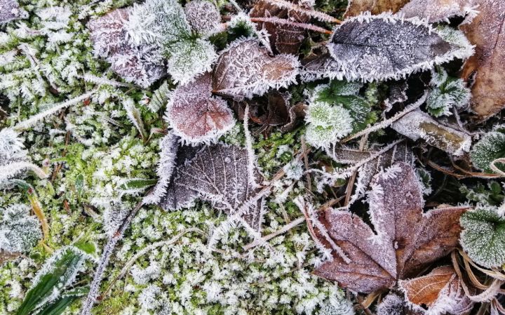 Весна берёт паузу: в ЛНР вновь ожидаются заморозки до -4