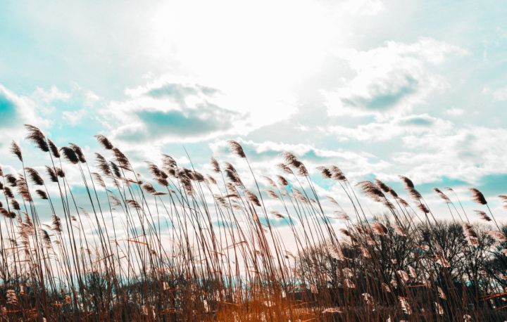 Ночные заморозки и дневной сильный ветер: какая погода будет в ЛНР 25 апреля? 