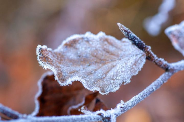 Заморозки не отступают: ЛНР всё ещё «морозит» по ночам