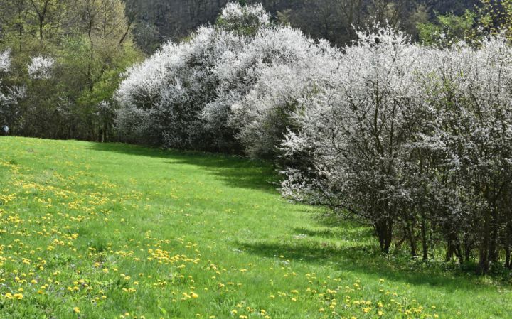 Дождь с сильным ветром и заморозки: прогноз погоды в ЛНР 28 апреля 