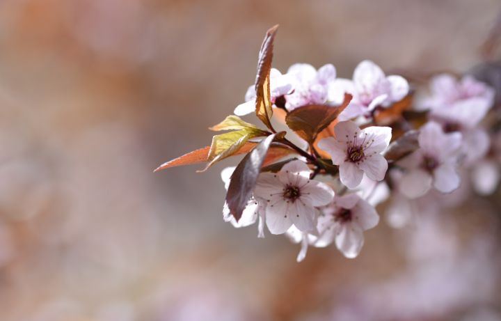 Полноценного весеннего тепла пока не будет: какой погоды ждать жителям ЛНР 29 апреля? 
