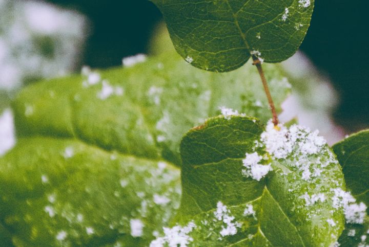 Заморозки не отпускают: прогноз погоды в ЛНР на последний день апреля 