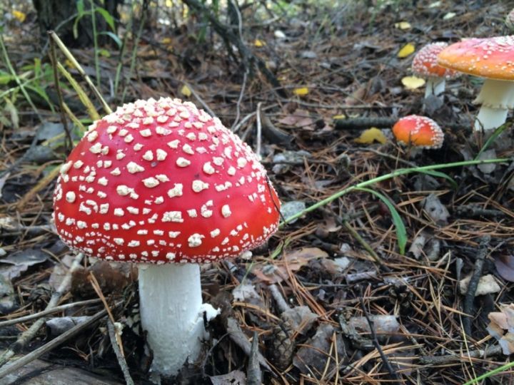 В ЛНР зафиксировали первый с начала года случай отравления грибами