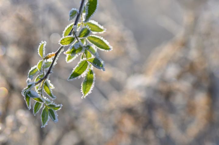 Жителей ДНР о похолодании до -2°C: а что в предстоящие дни ожидается в ЛНР? 