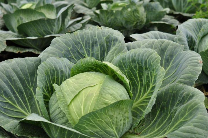 В ЛНР не допустили к продаже на рынках капусту, клубнику и дыни