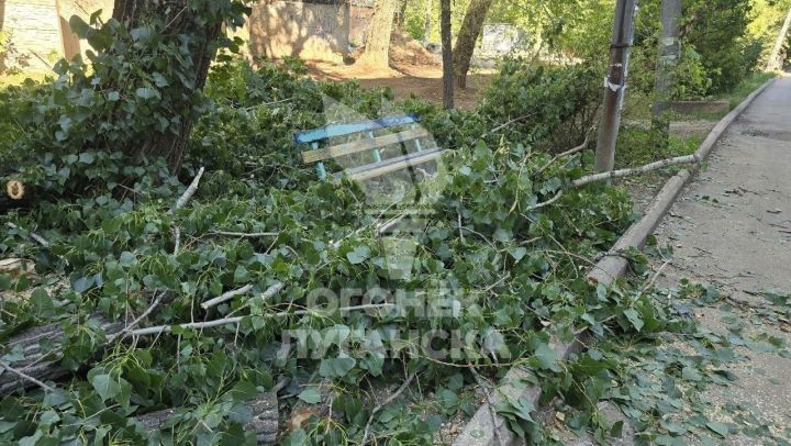 Спилили здоровые деревья, оборвали провода и уехали: жители Луганска возмущены работой подрядчиков