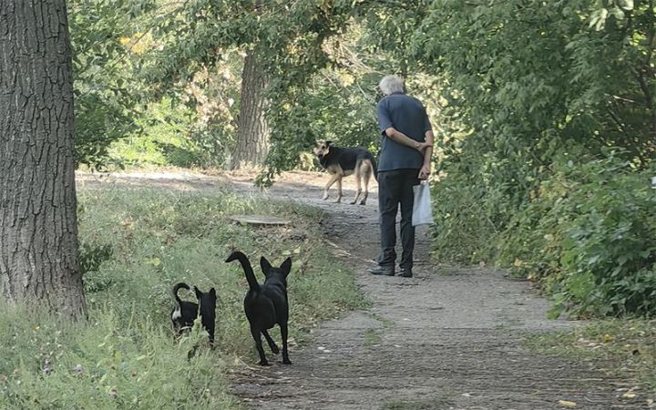 В Свердловске бездомные собаки покусали ребёнка: кто понесёт ответственность