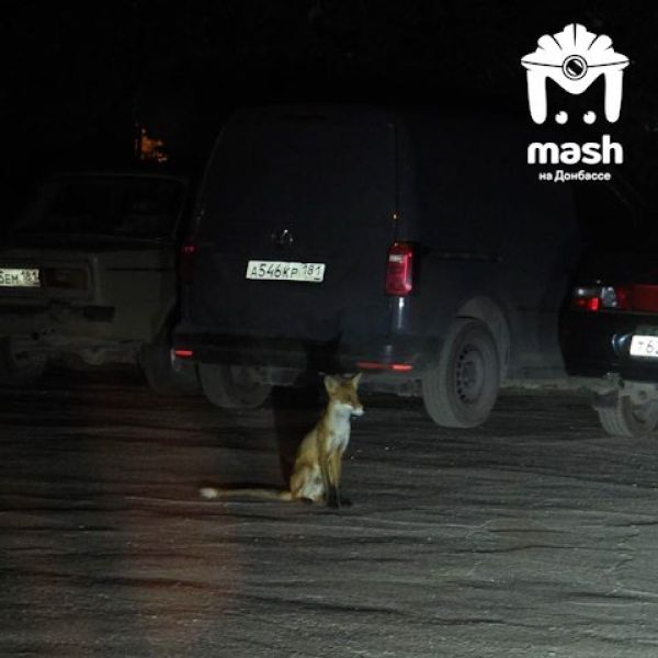 В Алчевске около многоэтажки поселились дикие животные - соцсети