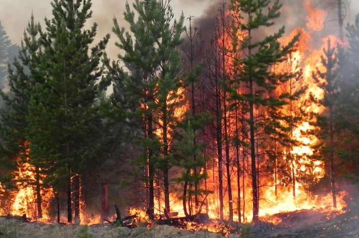 В хвойном лесу в Кременском и Новоайдарском районах произошёл пожар