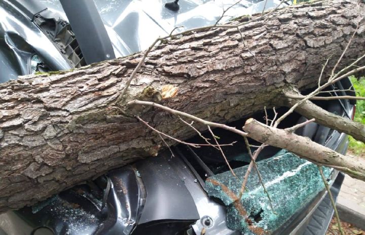 В Луганске спасатели избавились от упавшего на машину дерева