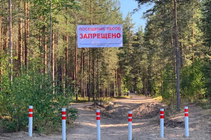 В ЛНР запретили посещать некоторые леса: за нарушение грозят штрафы