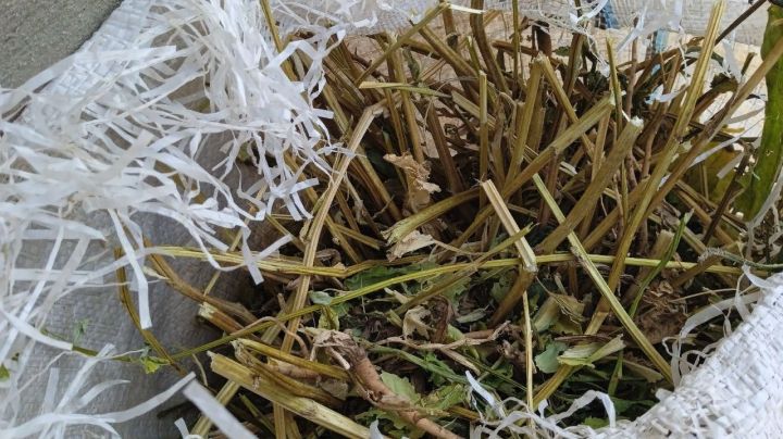 В Сватово найдены запрещённые психотропы