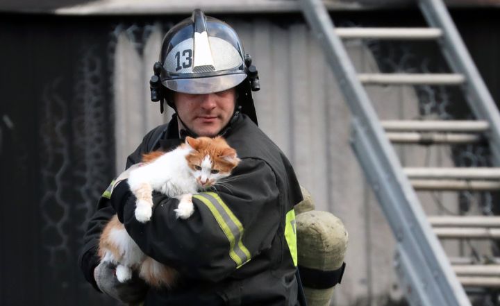 Луганские пожарные спасли кота