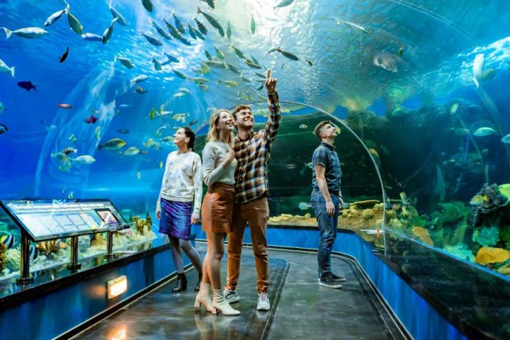 В океанариуме на острове Русский измученные животные «веселят» людей