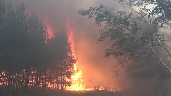 Сотрудники МЧС вторые сутки борются с сильными лесными пожарами в ЛНР