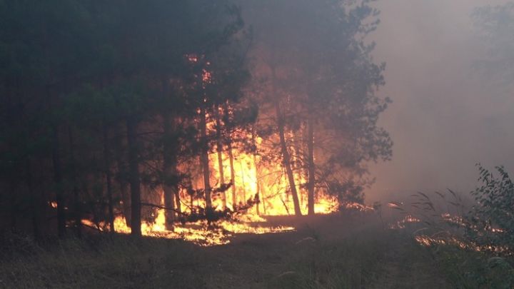 В Станично-Луганском районе не могут потушить лесной пожар из-за ветра
