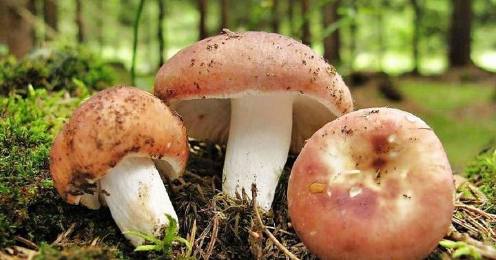 Молодая пара из Антрацита отравилась грибами