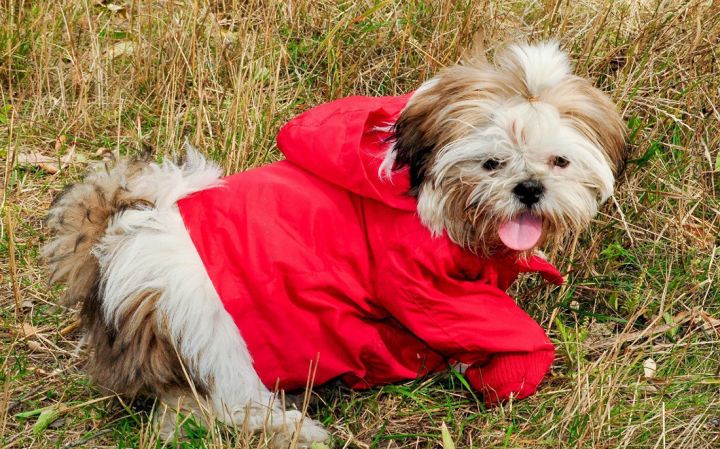 В Молодогвардейске стафф набросился на щенка и его хозяйку