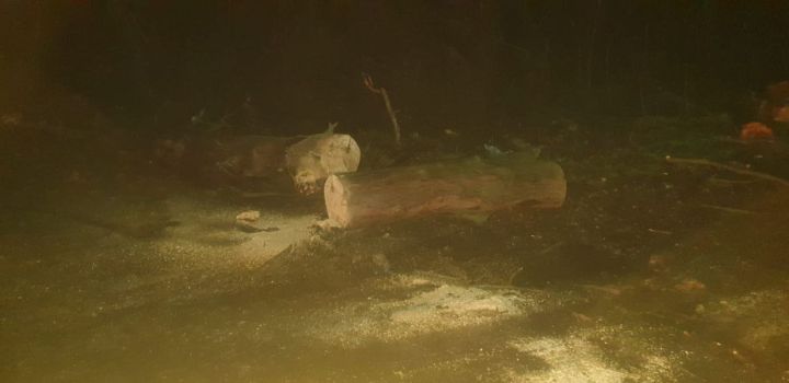 На трассу «Свердловск - посёлок Калининский» упал старый тополь