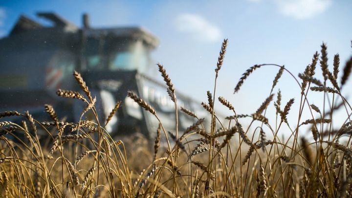 В ЛНР организуют доплаты производителям, выращивающим пшеницу и кукурузу